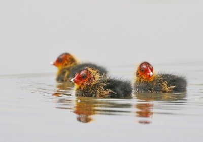 Meerkoet / Eurasian Coot