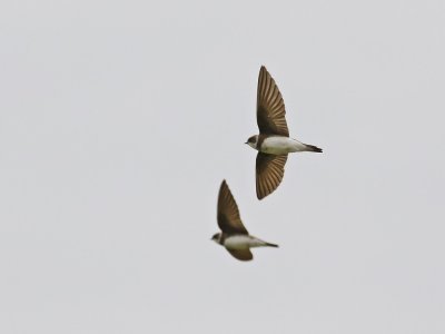 Oeverzwaluw / Sand Martin
