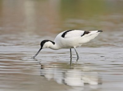 :: Kluut / Avocet ::