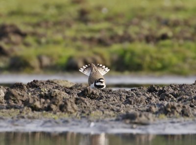 Kleine Plevier / Little Ringed Plover
