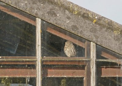 Steenuil / Little Owl