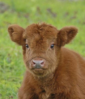Schotse Hooglander / Scottish Highland Cattle