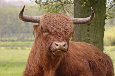 :: Schotse Hooglander / Scottish Highland Cattle ::
