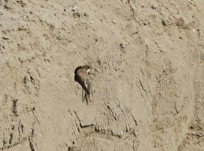 Oeverzwaluw / Sand Martin