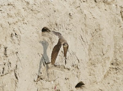 Oeverzwaluw / Sand Martin