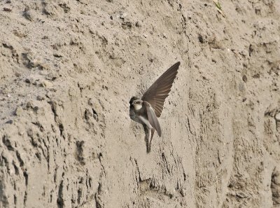 Oeverzwaluw / Sand Martin