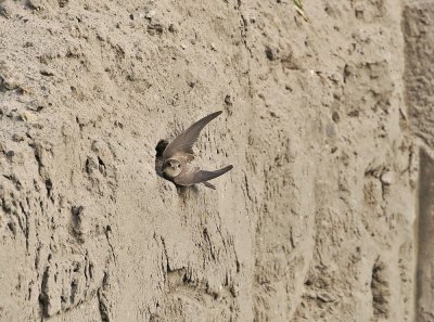 Oeverzwaluw / Sand Martin