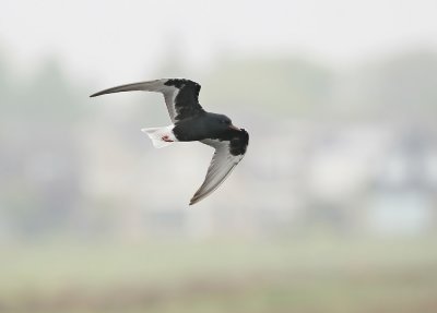 Witvleugelstern / White-winged Black Tern