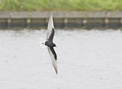 Witvleugelstern / White-winged Black Tern