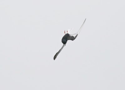 Witvleugelstern / White-winged Black Tern