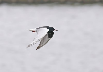 Witvleugelstern / White-winged Black Tern