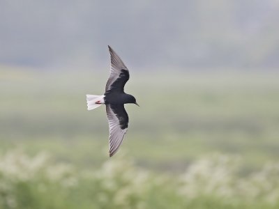 Witvleugelstern / White-winged Black Tern