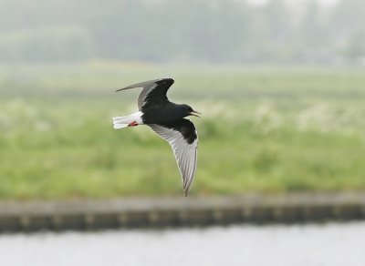 Witvleugelstern / White-winged Black Tern