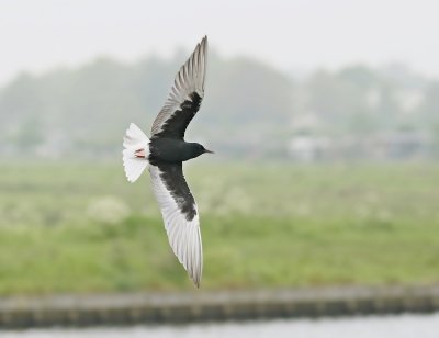 Witvleugelstern / White-winged Black Tern