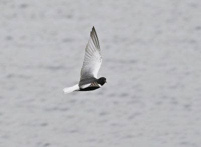 Witvleugelstern / White-winged Black Tern