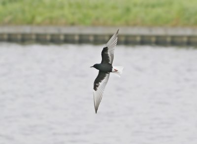 Witvleugelstern / White-winged Black Tern