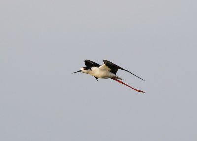 Steltkluut / Black-winged Stilt