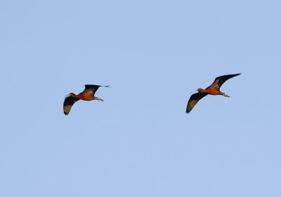 Glossy Ibis / Zwarte Ibis