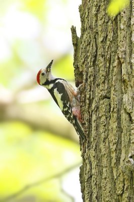 Middelste Bonte Specht / Middle Spotted Woodpecker