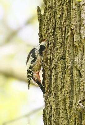 Middelste Bonte Specht / Middle Spotted Woodpecker