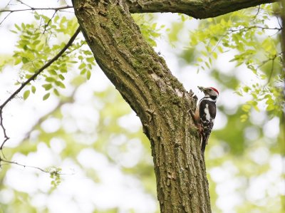 Middelste Bonte Specht / Middle Spotted Woodpecker