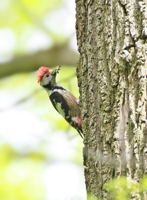 Middelste Bonte Specht / Middle Spotted Woodpecker