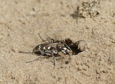 Boszandloopkever / Wood Tiger Beetle