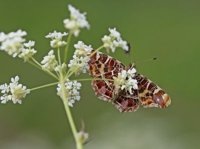 Landkaartje / Map Butterfly, European Map