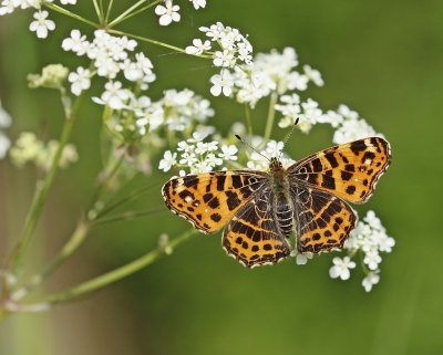 Landkaartje / Map Butterfly, European Map