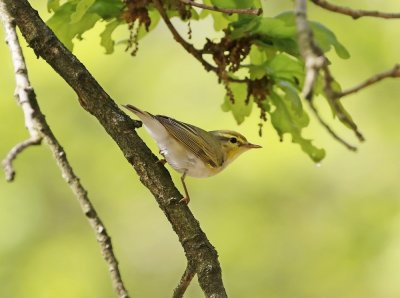 Fluiter / Wood Warbler