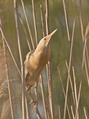 Woudaapje / Little Bittern