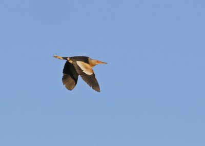 Woudaapje / Little Bittern