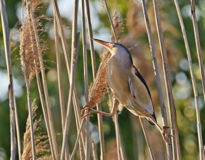 Woudaapje / Little Bittern