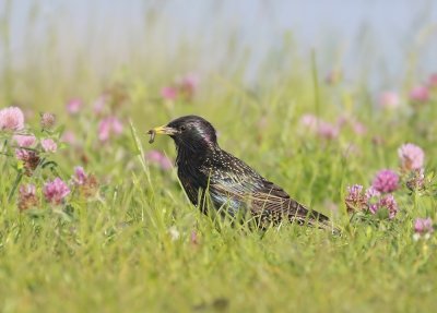 Spreeuw / Starling