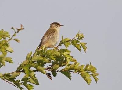 Rietzanger / Sedge Warbler