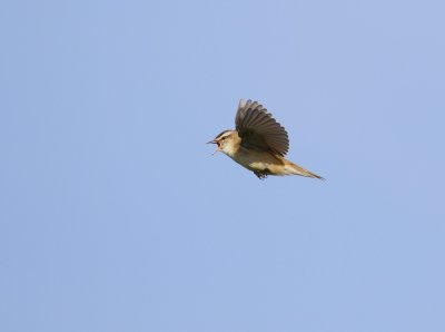 Rietzanger / Sedge Warbler