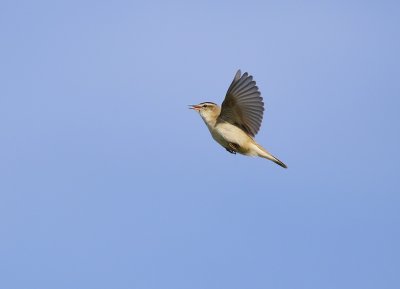 Rietzanger / Sedge Warbler