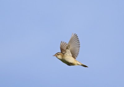 Rietzanger / Sedge Warbler