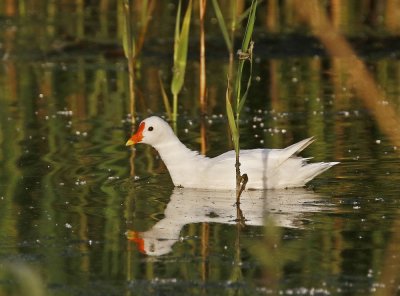 Leucistische Waterhoen /  Leucistic Common Moorhen