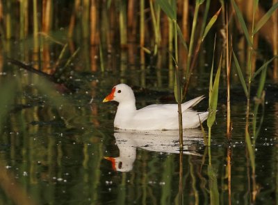 Leucistische Waterhoen /  Leucistic Common Moorhen