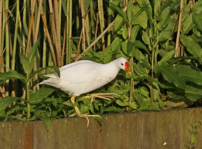 Leucistische Waterhoen /  Leucistic Common Moorhen