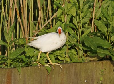Leucistische Waterhoen /  Leucistic Common Moorhen