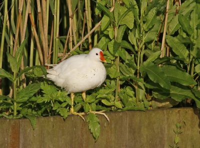 Leucistische Waterhoen /  Leucistic Common Moorhen