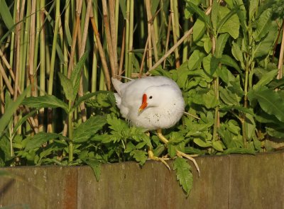 Leucistische Waterhoen /  Leucistic Common Moorhen