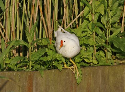 Leucistische Waterhoen /  Leucistic Common Moorhen