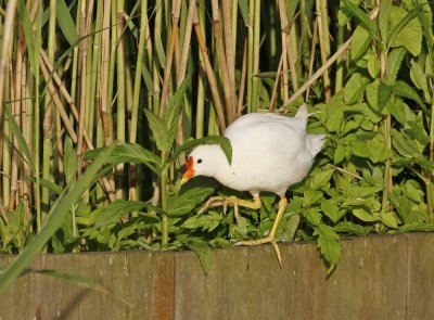 Leucistische Waterhoen /  Leucistic Common Moorhen