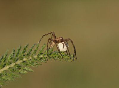 :: Kraamwebspin / Nursery Web Spider ::
