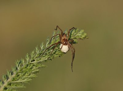 Kraamwebspin / Nursery Web Spider