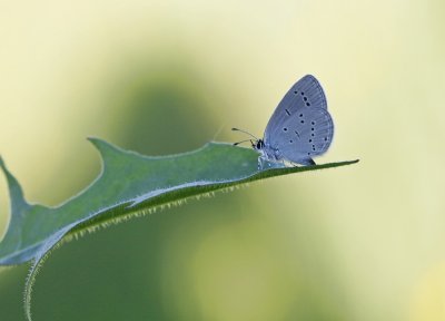 Dwergblauwtje / Little Blue, Small Blue
