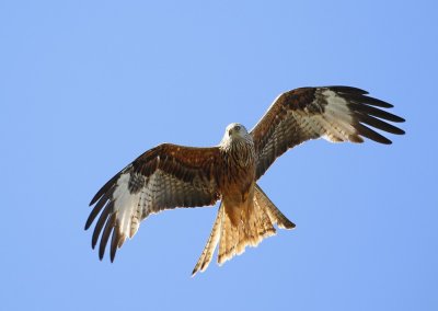 Rode Wouw / Red Kite